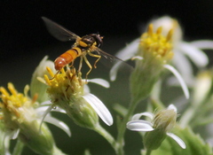 Sphaerophoria contigua