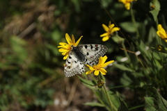 Parnassius smintheus