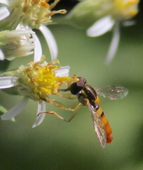 Sphaerophoria contigua