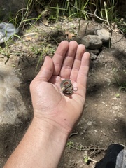 Thamnophis hammondii