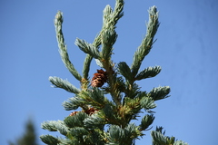 Picea engelmannii