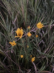 Bidens trichosperma
