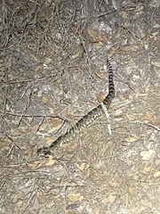 Crotalus oreganus oreganus
