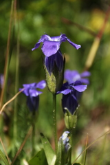 Gentianopsis thermalis