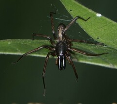 Megalostrata