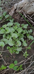 Dichondra argentea