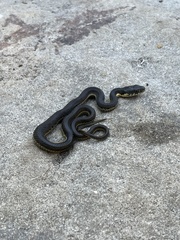 Thamnophis hammondii