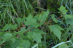 Acer spicatum