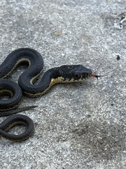 Thamnophis hammondii