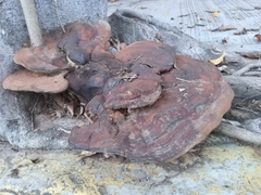 Ganoderma polychromum