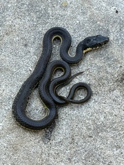 Thamnophis hammondii