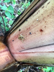 Nesoecia cooksonii