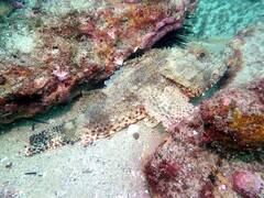 Scorpaena jacksoniensis