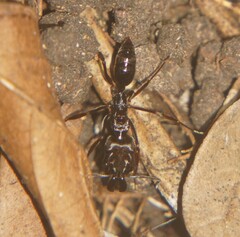 Odontomachus