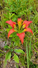 Lilium catesbaei