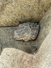 Pseudacris cadaverina