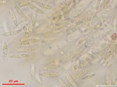 Crocicreas coronatum