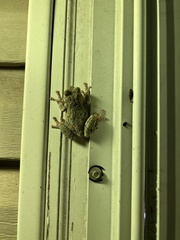 Hyla versicolor