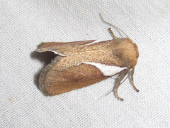 Prolimacodes trigona