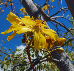 Cochlospermum gillivraei
