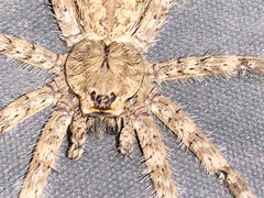 Dolomedes albineus