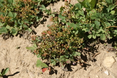 Sibbaldia procumbens