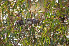 Anthochaera chrysoptera