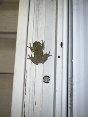 Hyla versicolor