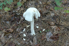 Amanita polypyramis