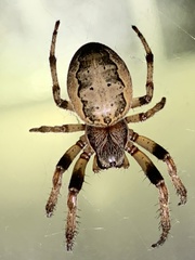 Larinioides cornutus