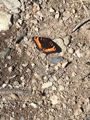 Aglais milberti