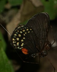 Eumaeus toxea