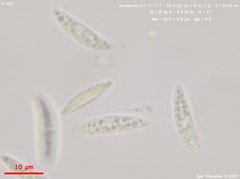 Crocicreas coronatum