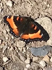 Aglais milberti