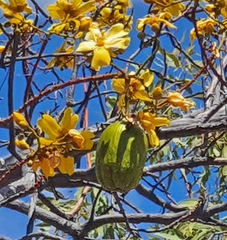 Cochlospermum gillivraei