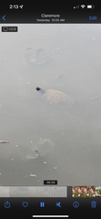 Emydidae