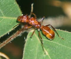 Ectatomma tuberculatum