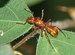 Ectatomma tuberculatum