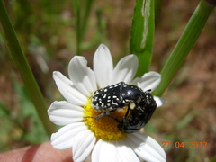 Oxythyrea