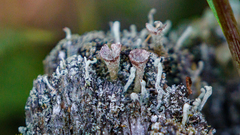 Cladonia chlorophaea