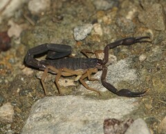 Centruroides