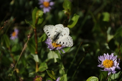 Parnassius smintheus