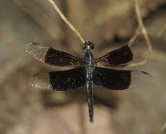 Erythrodiplax funerea