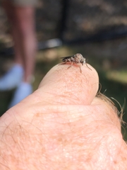 Heteropogon macerinus