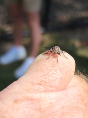 Heteropogon macerinus