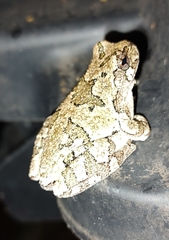 Hyla versicolor