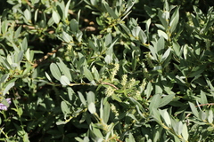 Salix glauca