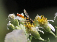 Sphaerophoria contigua