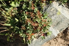Sibbaldia procumbens