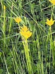 Zephyranthes pulchella